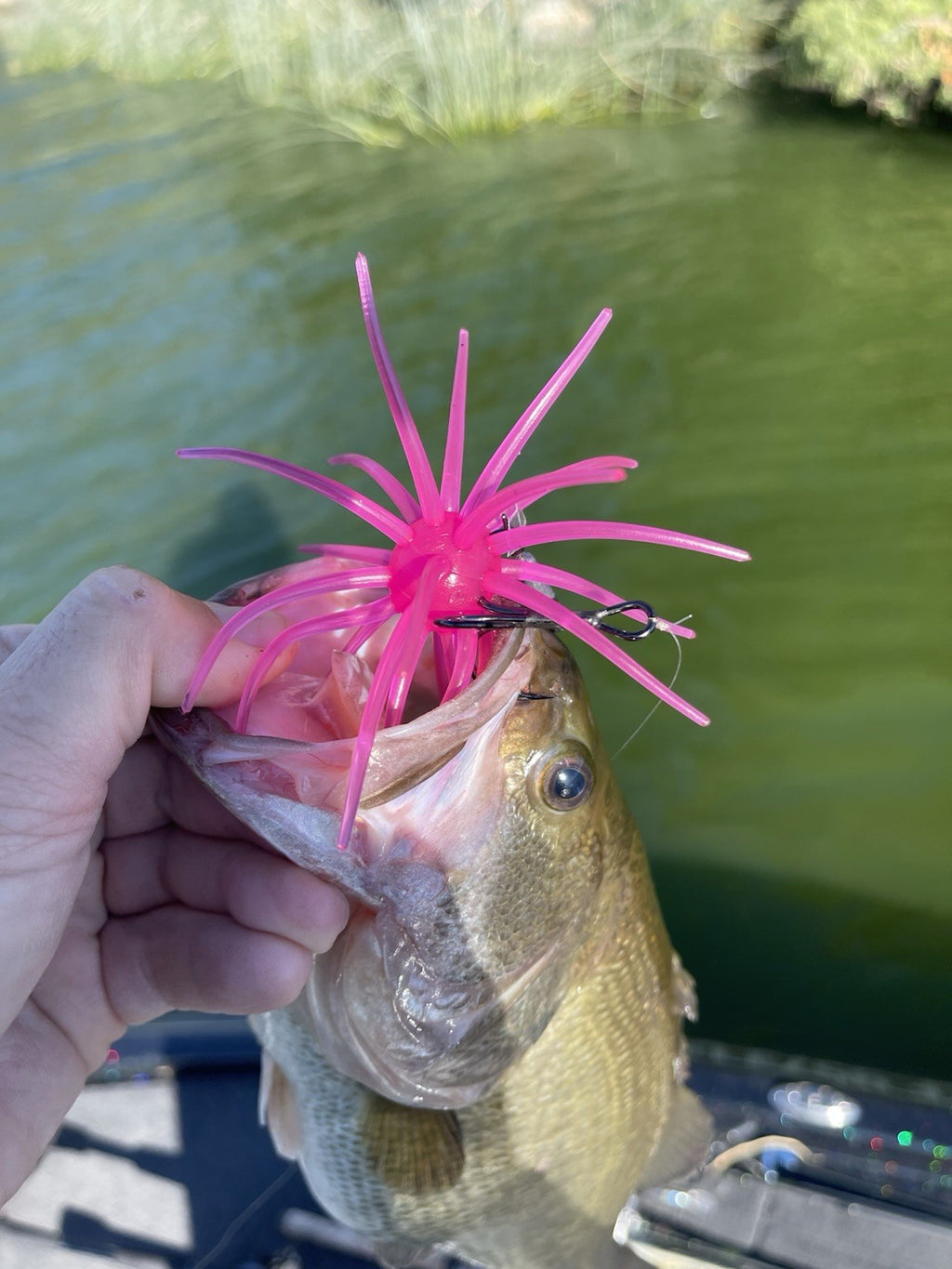 SpineBall 20mm Elastomer Urchin Bait