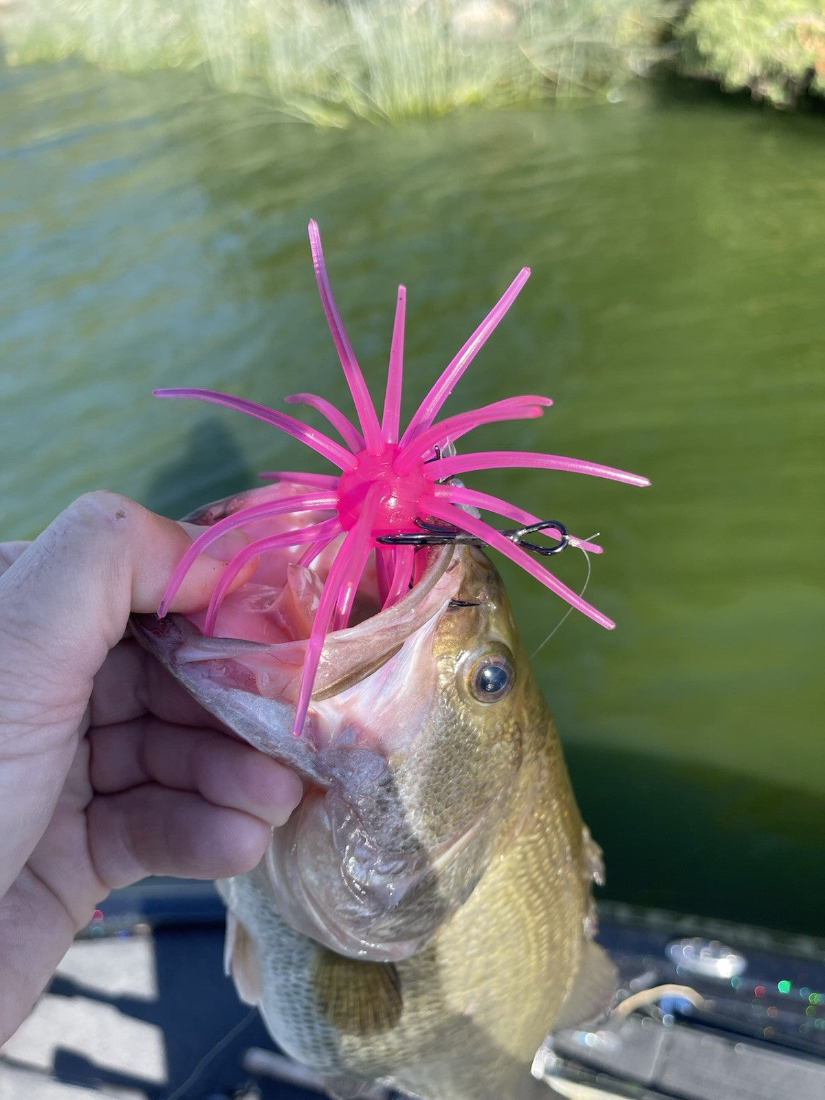 SpineBall 20mm Elastomer Urchin Bait