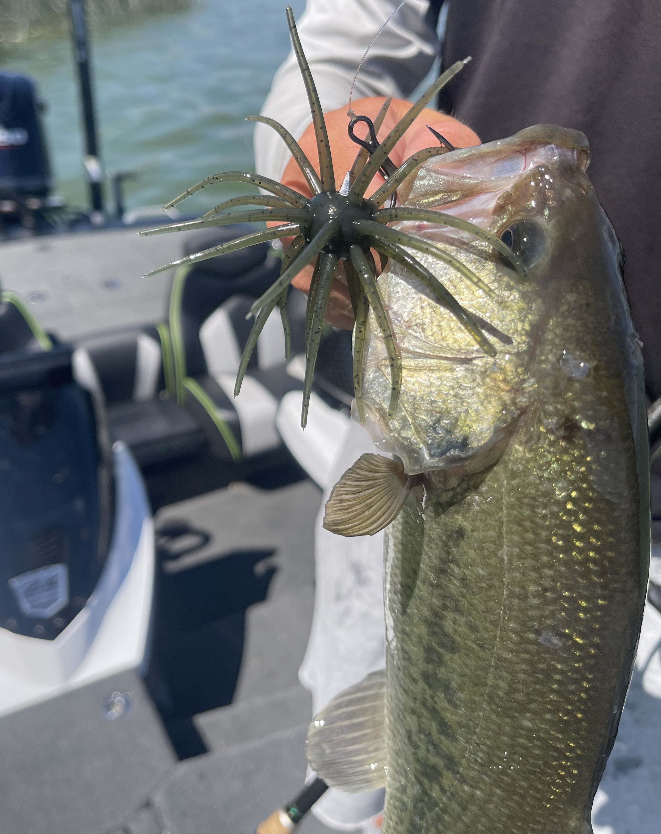 SpineBall 20mm Elastomer Urchin Bait